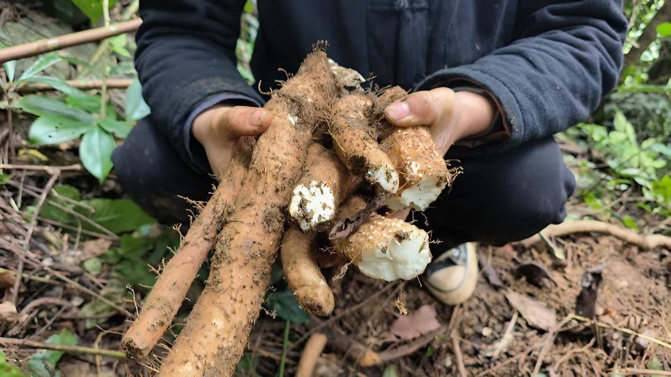 Khi trồng được từ 8-9 tháng cây khoai mài sẽ già lá úa vàng thì bắt đầu cho thu hoạch. Người mua chủ yếu là các thương lái trong vùng, sau đó họ sẽ cung cấp cho các nhà hàng chế biến thành món ăn ngon hoặc dùng làm dược liệu.