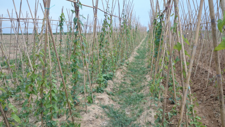 Khi khoai mài đã bén rễ, sinh trưởng ổn định, người trồng hầu như chỉ cần làm cỏ định kỳ, theo dõi độ ẩm và chờ đến ngày thu hoạch.