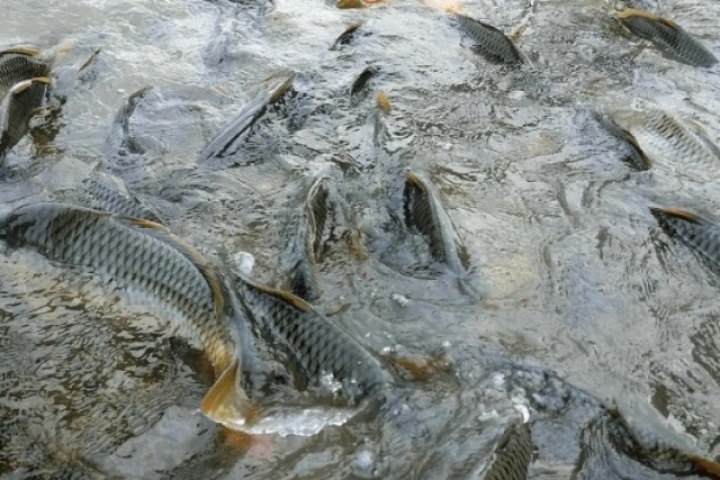 Loài cá quen thuộc ở quê được ví như "nhân sâm, thuốc bổ", giá chỉ từ 40.000 đồng/kg làm đủ món đặc sản, tốt cho sức khoẻ