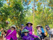 'Vương quốc quýt hồng' miền Tây rực sắc vàng cam, khách đổ về nườm nượp