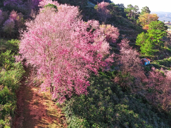 Mai anh đào nở rộ ở Mộng Đào Nguyên, ngoại ô Đà Lạt. Ảnh: Phan Quốc Dũng