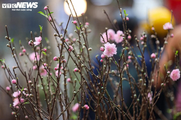Lập xuân là tiết khí cho chu kỳ 4 mùa mới. (Ảnh: Minh Đức)