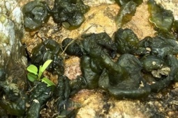 Từng là món cứu đói ở Ninh Bình, sở hữu vẻ ngoài "khó coi" nhưng nay hút thực khách, nhiều người nghe tên chưa chắc biết