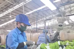 Dự báo mặt hàng rau quả mới sẽ gia nhập 'câu lạc bộ' tỷ USD