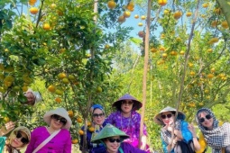 'Vương quốc quýt hồng' miền Tây rực sắc vàng cam, khách đổ về nườm nượp