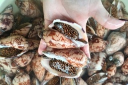 Loại ốc có kích thước khổng lồ, giá gần 1 triệu đồng/con được dân thành phố săn lùng, có tiền cũng khó mà mua