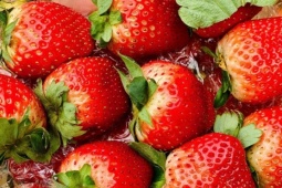 Tiểu thương lý giải nguyên nhân giá dâu tây Mộc Châu lên tới nửa triệu đồng/kg