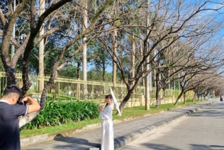 Mê mẩn check-in hàng sưa khẳng khiu ngả bóng đẹp như trong phim