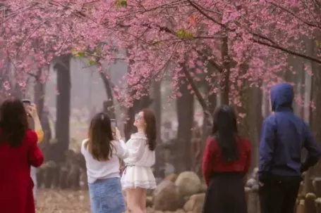 Du khách nườm nượp đổ về Măng Đen ngắm hoa anh đào nở rộ