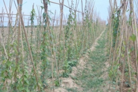 Trồng loại cây cho củ được ví “bổ như sâm”, cứ 8 tháng là thu hoạch giúp nông dân vươn lên làm giàu