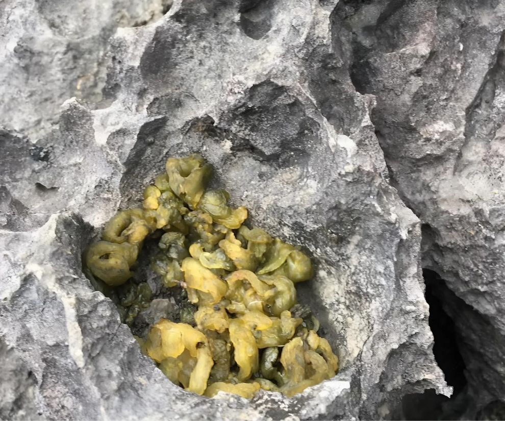 Chỉ xuất hiện sau những cơn mưa rào, mọc lên từ các khe đá vôi nơi sườn núi cheo leo, dún đá từng là thức ăn cứu đói của người dân địa phương, nay trở thành đặc sản hiếm, có tiền cũng chưa chắc mua được nếu trái mùa.