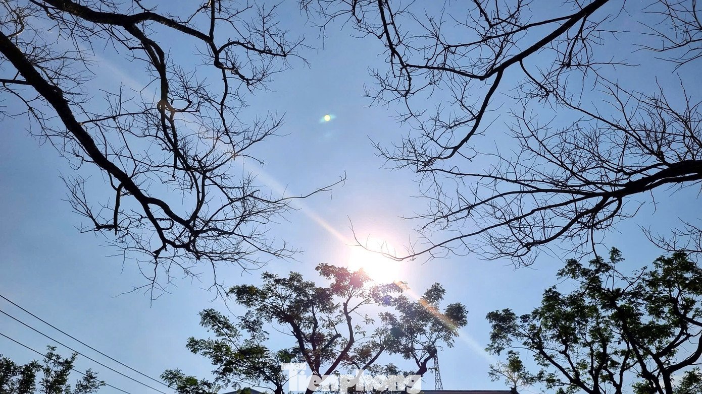 Sưa vào mùa thay lá