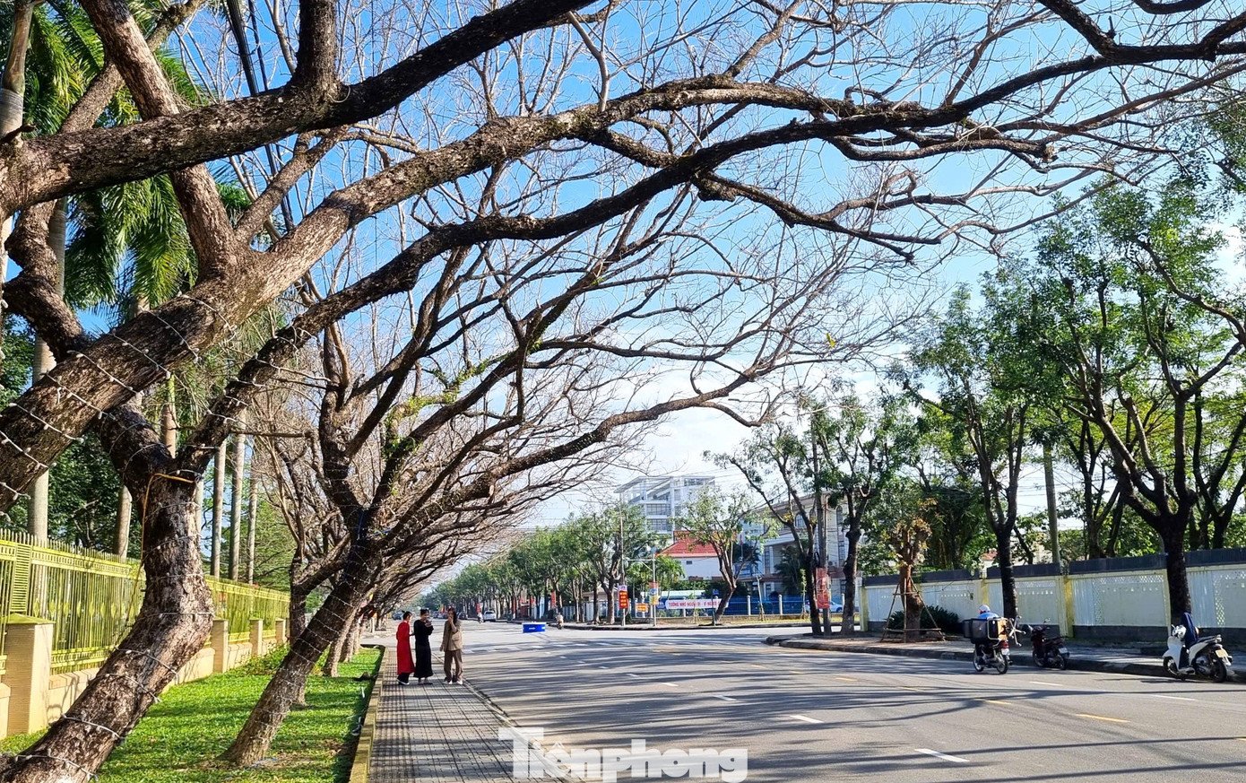 Sưa vào mùa thay lá