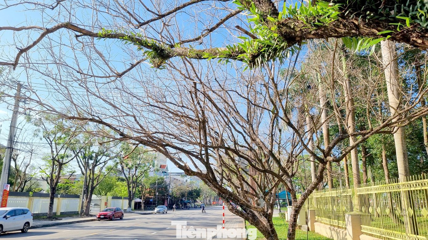 Mê mẩn check-in hàng sưa khẳng khiu ngả bóng đẹp như trong phim - 7