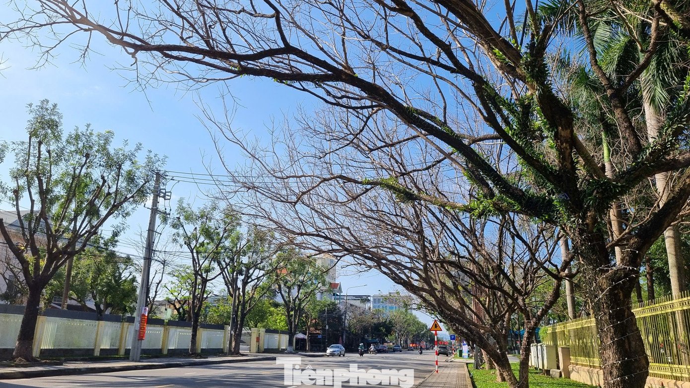 Mê mẩn check-in hàng sưa khẳng khiu ngả bóng đẹp như trong phim - 6