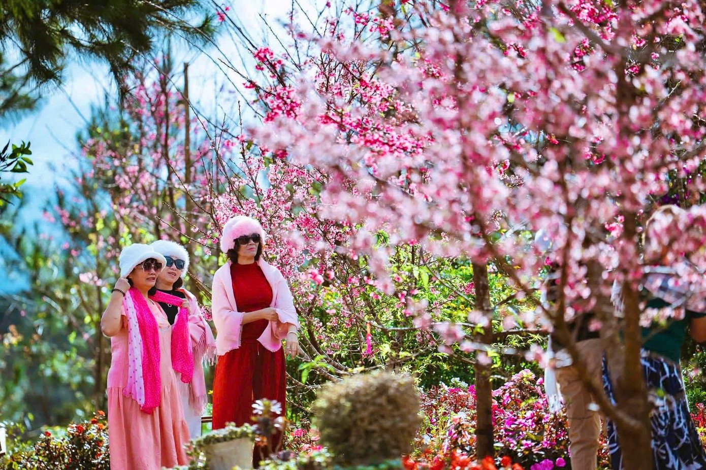 Du khách ghi lại kỷ niệm với hoa anh đào.