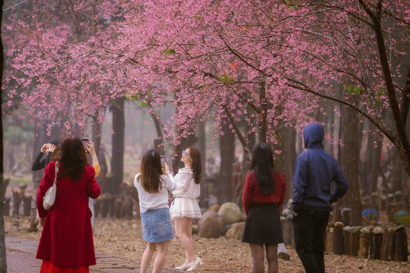Du khách ghi lại kỷ niệm với hoa anh đào.