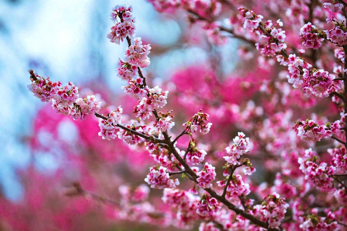 Từng chùm hoa mang sắc hồng bung nở trong không khí se lạnh.