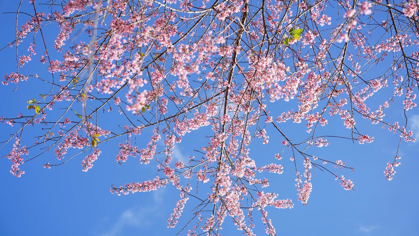 Từng chùm hoa mang sắc hồng bung nở trong không khí se lạnh.