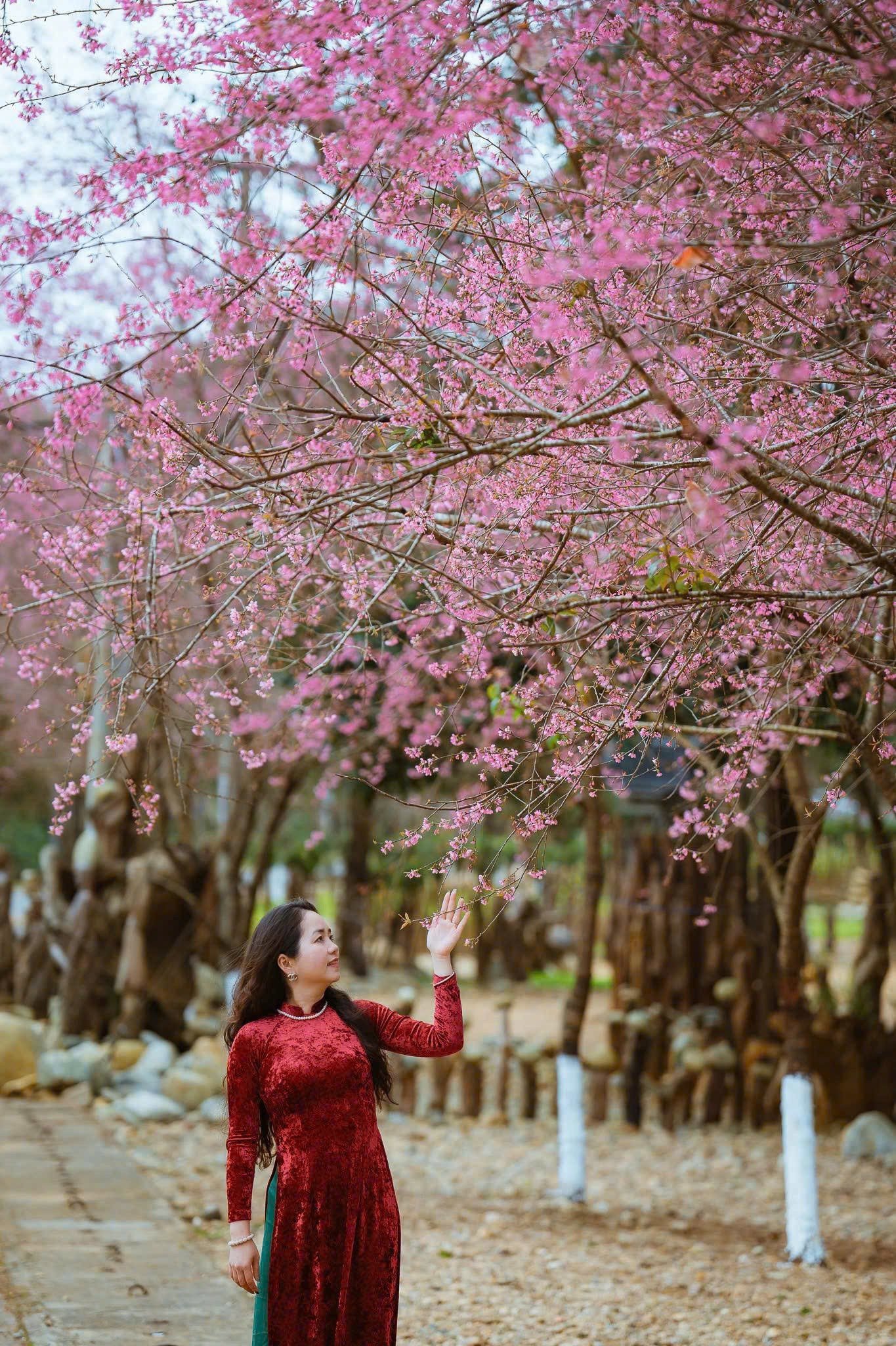 Du khách thả dáng bên hoa anh đào.