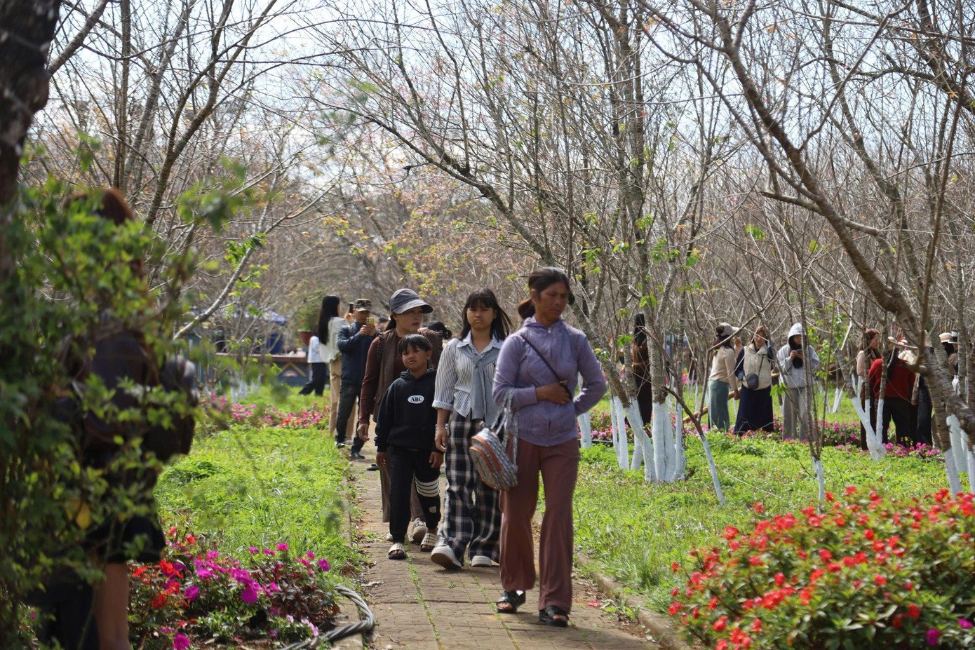 Măng Đen ngày đầu năm mới 2026 đón lượng lớn du khách.