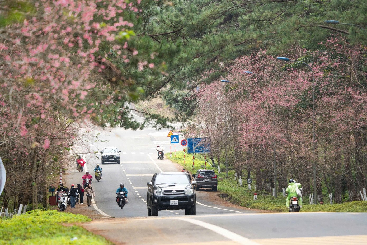 Hoa anh đào nở rực hồng trên các tuyến đường ở Măng Đen.