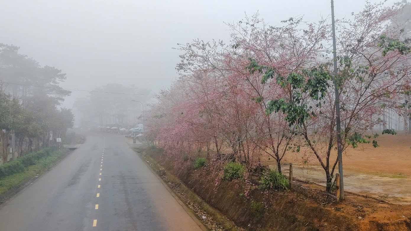 Hoa anh đào nở rực hồng kèm sương mờ tạo nên sức hút khó quên cho Măng Đen.