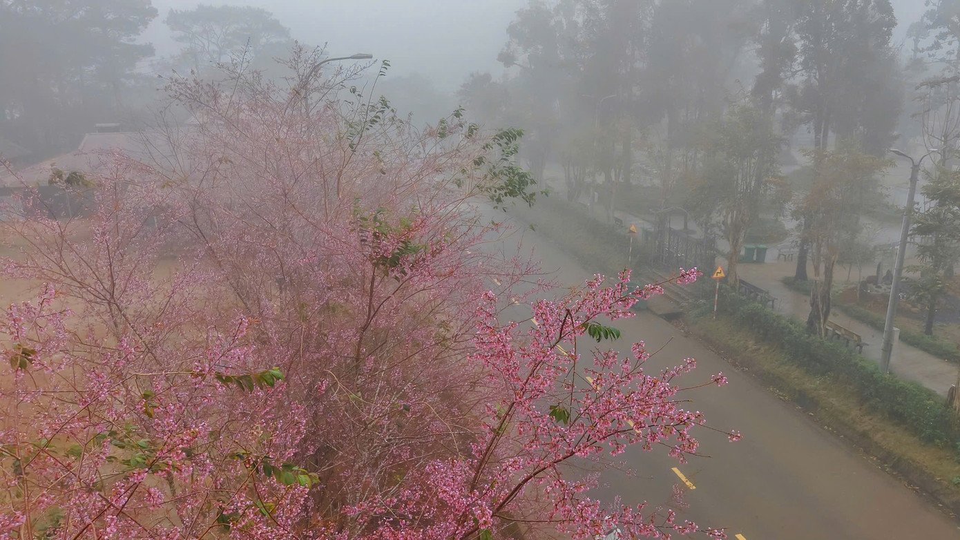 Hoa anh đào nở rực hồng kèm sương mờ tạo nên sức hút khó quên cho Măng Đen.