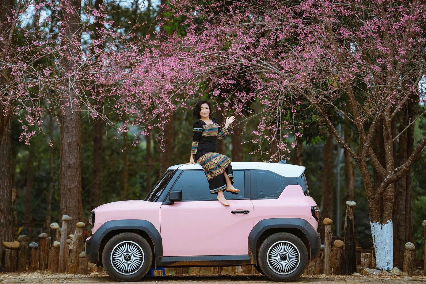 Hoa anh đào bắt đầu nở rộ khoảng một tuần qua và đang bước vào thời điểm đẹp nhất.