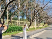 Mê mẩn check-in hàng sưa khẳng khiu ngả bóng đẹp như trong phim