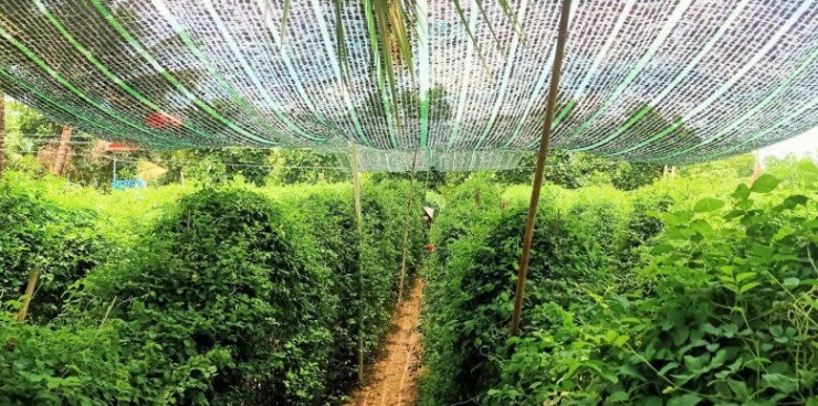 Nghề lạ ở Việt Nam: Cây dại mọc bờ rào dân trồng chỉ 3 tháng thu hoạch, hái hoa bán quanh năm, thành đặc sản nổi tiếng - 3