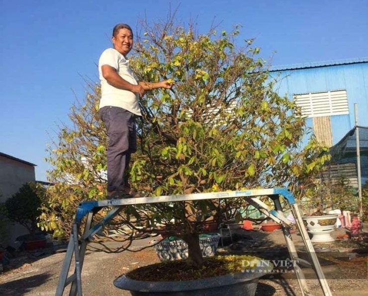 Anh Nguyễn Văn Cường, xã Bình Hưng (TPHCM) đang chăm sóc cây mai vàng cụ kỵ ở chợ Tết Nguyên đán 2026. Ảnh: T.Đ