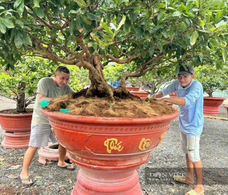 Các cây mai vàng cụ kỵ, chậu mai vàng khủng ở chợ Tết Nguyên đán 2026, trong các nhà vườn ở TP HCM còn đầy ắp. Ảnh: T.Đ