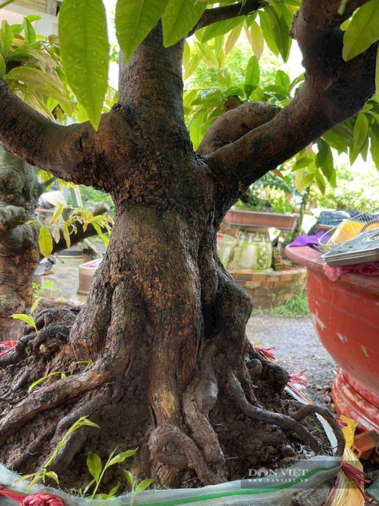 Năm nay anh Phước đẩy mạnh việc bán và cho thuê các cây mai vàng cụ kỵ, chậu mai vàng dạng khủng ở chợ Tết Nguyên đán 2026 qua hình thức livestream ngay tại vườn. Ảnh: T.Đ.