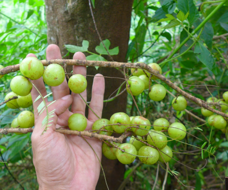 Hiện trên thị trường có hai loại me rừng phổ biến: Loại quả xanh, kích thước nhỏ, vị chua chát đậm và loại quả to hơn, khi ngả vàng nâu thì vị chua dịu và có hậu ngọt nhẹ.