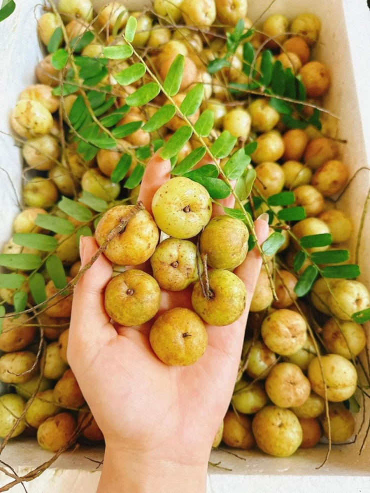 Đặc biệt, hàm lượng vitamin C trong 100g me rừng hơn 900mg, cao gấp gần 20 lần cam (chỉ 53mg vitamin C cho 100g). Bên cạnh đó, loại quả này còn được phát hiện là thực phẩm có hàm lượng chất chống oxy hóa cao, tốt cho sức khỏe.