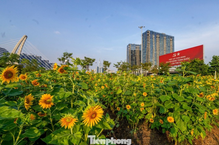 Vườn hoa hướng dương nằm gần bến tàu buýt đường sông Sài Gòn, dưới chân cầu Ba Son thuộc phường Thủ Thiêm, TPHCM.