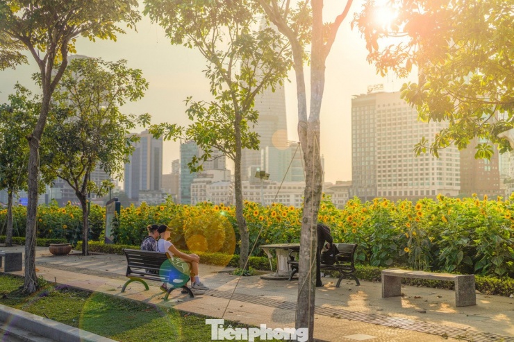 Mãn nhãn vườn hướng dương nghìn bông khoe sắc bên bờ sông Sài Gòn - 21