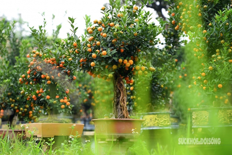 Độc lạ quất mộc căn tạo dáng ngựa - 1