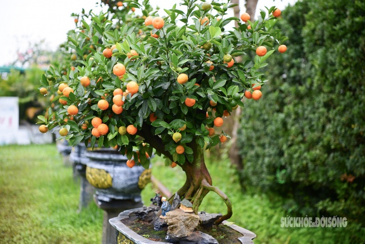 Quất mộc căn vào mùa quả chín tại vườn Tứ Liên, nổi bật với phần rễ được đưa lên mặt đất làm điểm nhấn.