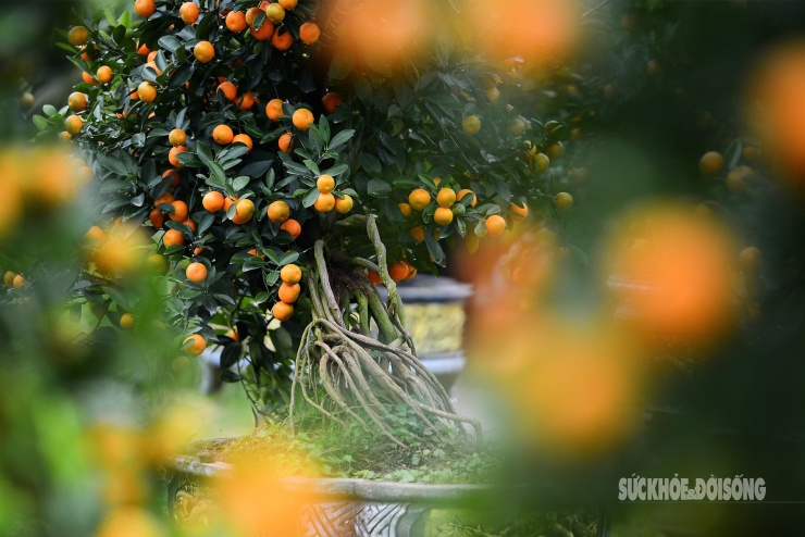 Nhìn xuyên qua tán quả, bộ rễ lộ thiên đan chằng như "bệ đỡ" nâng toàn dáng cây, tạo cảm giác khỏe khoắn, gân guốc.