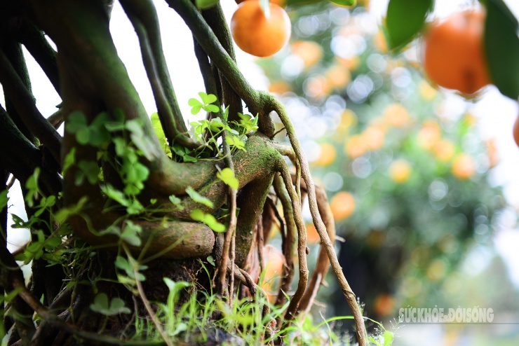 Độc lạ quất mộc căn tạo dáng ngựa - 4