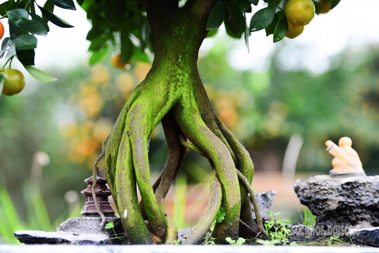 Cận cảnh bộ rễ phủ rêu xanh, xòe thành nhiều nhánh giống bàn chân ngựa – chi tiết được người chơi đặc biệt ưa chuộng dịp Tết Bính Ngọ này.