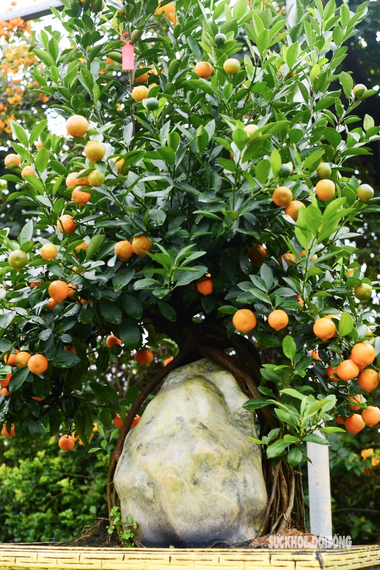 Một cây quất tạo thế ôm đá.