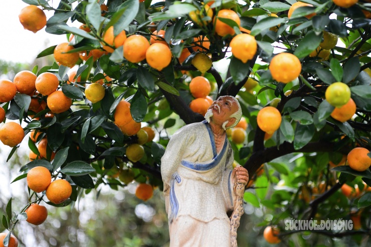 Độc lạ quất mộc căn tạo dáng ngựa - 7