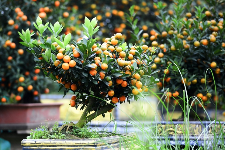 Dáng quất mộc căn cỡ vừa, tán gọn, quả sai. Phần gốc được phối tiểu cảnh nhỏ.