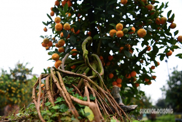 Bộ rễ "xòe chân" thành nhiều nhánh dài, tạo cảm giác như nâng cả thân cây lên khỏi mặt chậu.