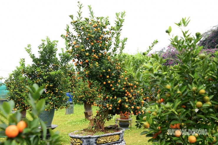 Cây quất được uốn dáng mềm, gợi hình thế "mã" hiên ngang. Các nhịp thân – tán tạo đường cong nổi bật.