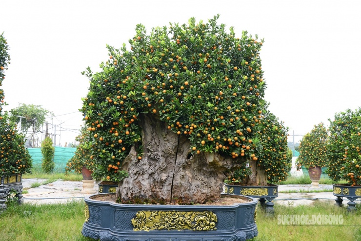 Một chậu quất kích thước lớn được ghép vào gỗ lũa.