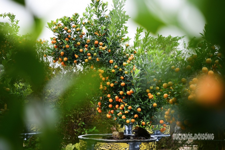 Độc lạ quất mộc căn tạo dáng ngựa - 11